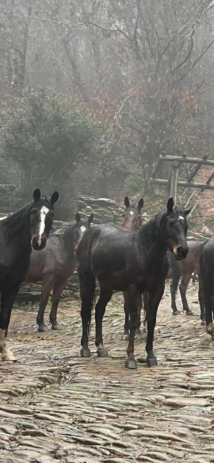 Centro Trekking A Cavallo Monte Brugiana Pension Massa  Buitenkant foto