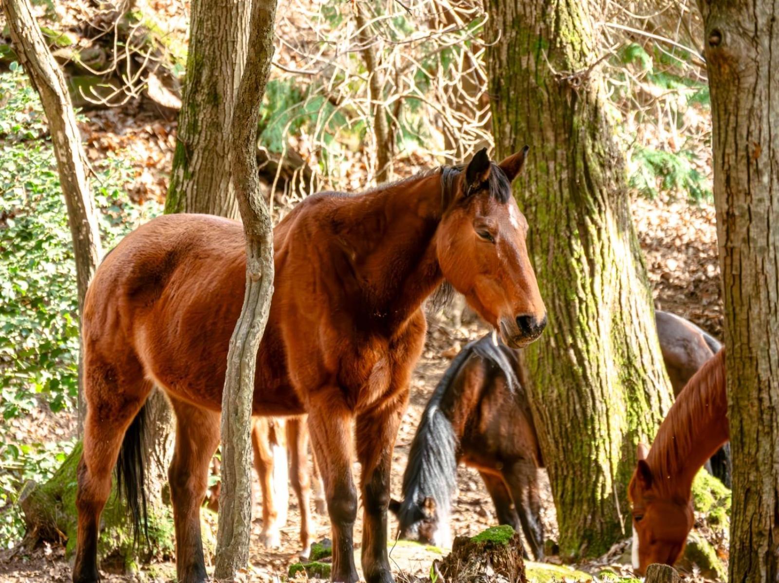Centro Trekking A Cavallo Monte Brugiana Pension Massa  Buitenkant foto