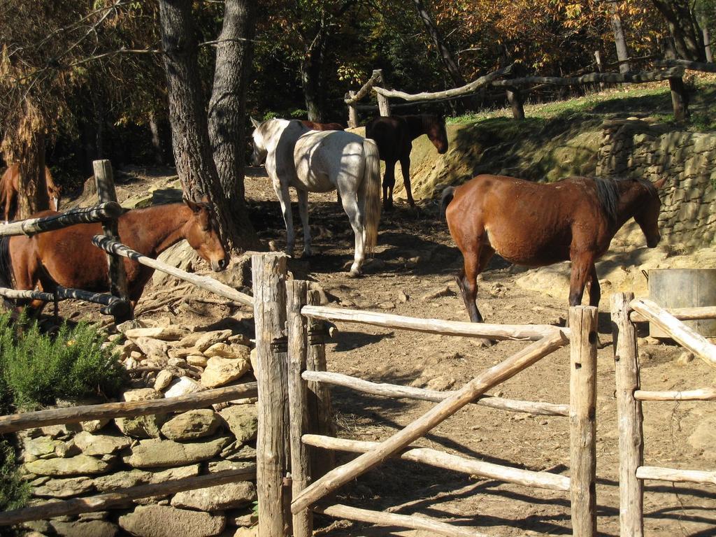 Centro Trekking A Cavallo Monte Brugiana Pension Massa  Buitenkant foto