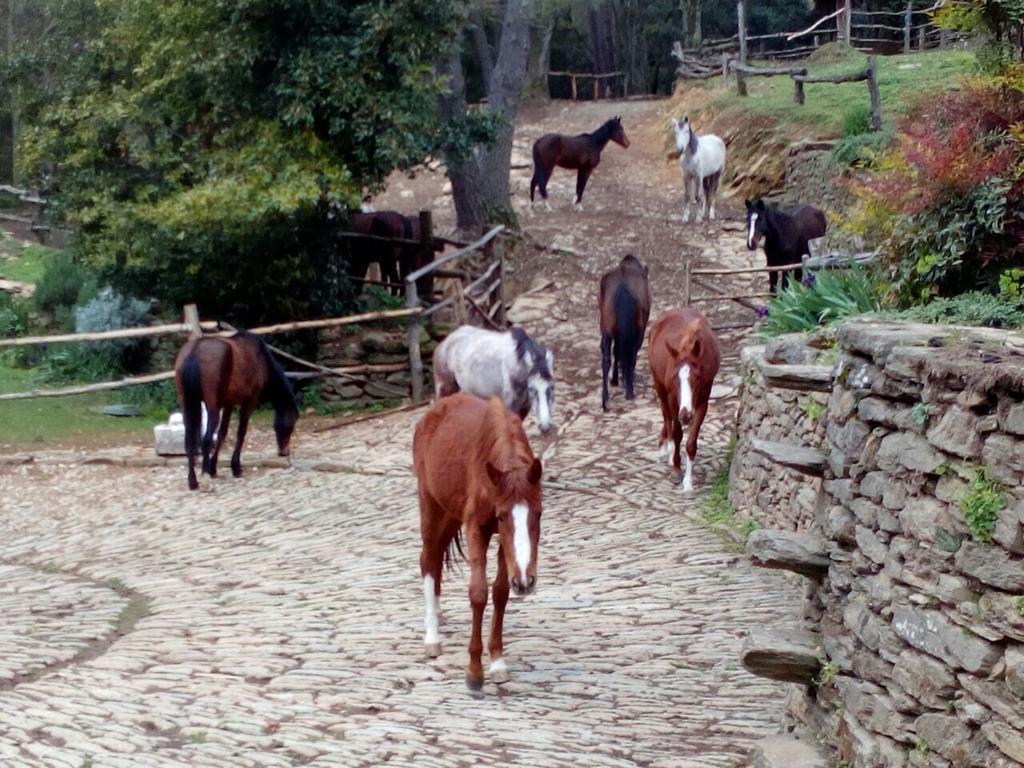 Centro Trekking A Cavallo Monte Brugiana Pension Massa  Buitenkant foto