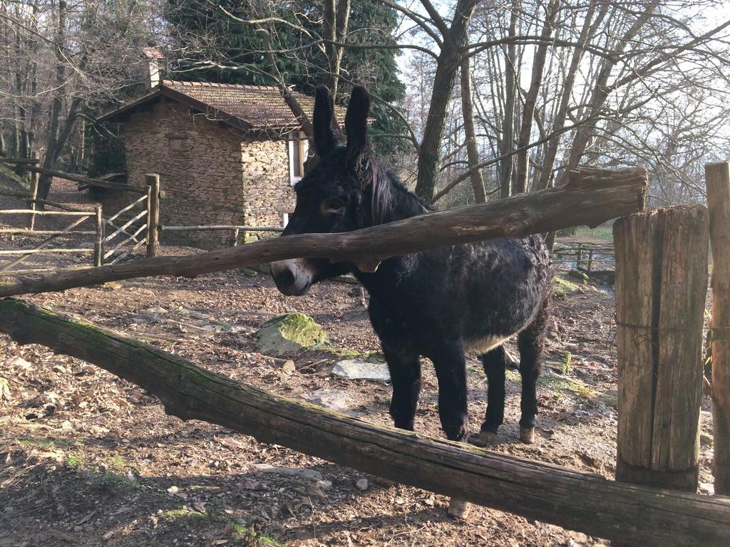 Centro Trekking A Cavallo Monte Brugiana Pension Massa  Buitenkant foto